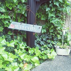 玄関/入り口/植物/セリア/ガーデンのインテリア実例 - 2014-05-14 15:49:03