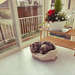 猫ベッド/ねこ/ねこのいる日常/サンルーム/花のある暮らし...などのインテリア実例 - 2020-04-07 20:03:17