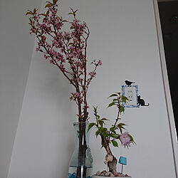 リビング/部屋に桜のインテリア実例 - 2020-04-13 11:05:53