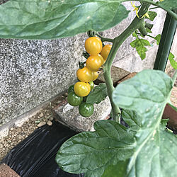 れんが♡/黄色トマト/いつもいいねありがとうございます！/家庭菜園の収穫/玄関/入り口のインテリア実例 - 2021-06-24 18:03:51