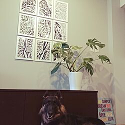 壁/天井/犬のいる暮らし/ma+design/DIYのインテリア実例 - 2016-03-14 12:55:47