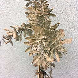 玄関/入り口/ミモザの木/ミモザ/観葉植物/植物のある暮らしのインテリア実例 - 2017-06-28 23:13:05