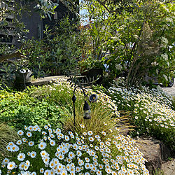 癒しの庭/庭を楽しむ/ホワイトガーデン/春の庭/満開の花...などのインテリア実例 - 2024-04-14 14:58:06