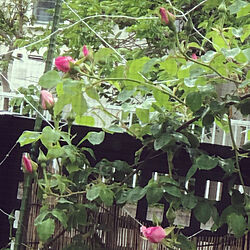 バラ大好き♡/スパニッシュビューティーが咲いた❤️/フレンチトースト❤︎/玄関/入り口のインテリア実例 - 2020-05-04 11:05:00