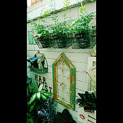 部屋全体/観葉植物/植物/グリーン/雑貨...などのインテリア実例 - 2017-02-23 08:47:01