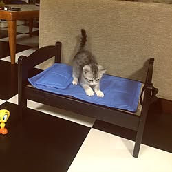 ベッド周り/IKEA/ねこのいる日常/ねこばかりですいません/マンチカン中足...などのインテリア実例 - 2016-01-03 22:08:50