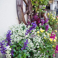 花のある暮らし/イベント参加/Insta→maron03583911/お花だいすき❤︎/お花寄せ植え♡...などのインテリア実例 - 2019-03-24 23:57:21