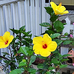 玄関/入り口/黄色いハイビスカス❤️/元気をありがとう〜/夏のお庭/お花のある生活❁...などのインテリア実例 - 2021-07-24 08:31:44