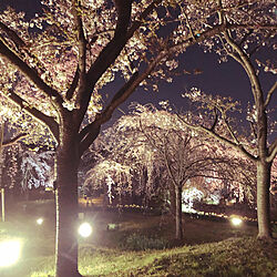 夜桜見物のインテリア実例 - 2021-03-27 12:14:47
