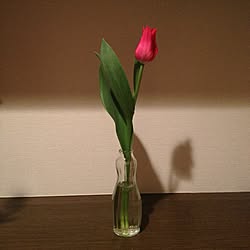 玄関/入り口/植物/花のインテリア実例 - 2013-02-25 14:20:16