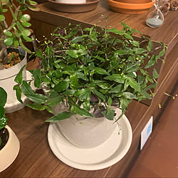 植物用の棚はまだない/観葉植物初心者/植物と暮らす/観葉植物好き/1LDK 一人暮らし...などのインテリア実例 - 2022-06-01 22:09:58