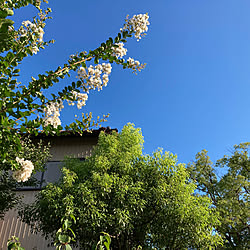 百日紅/夏/いいね！ありがとうございます♪/季節を感じる暮らし/見てくれてありがとうございます♥...などのインテリア実例 - 2020-08-11 18:09:28