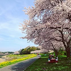 壁/天井/インテリアじゃなくてごめんなさい/さくら/菜の花/お花見のインテリア実例 - 2017-04-12 10:29:01