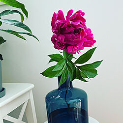 IKEAのフラワーベース/芍薬の花/花のある暮らし/植物のある暮らし/リビングのインテリア実例 - 2023-05-14 22:25:03
