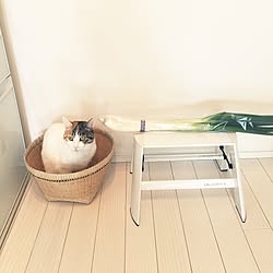 キッチン/かご/猫/シンプルのインテリア実例 - 2017-02-08 11:21:38