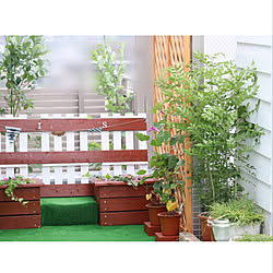 2019.06.08/背丈のある植物が欲しい/ドッグゲートDIY/ドッグゲート/シマトネリコ...などのインテリア実例 - 2019-06-08 21:31:34