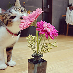 リビング/保護猫/お花のある暮らし/セリアの花瓶/主役は猫...などのインテリア実例 - 2021-10-10 13:37:50