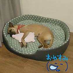 ベッド周り/犬/台湾/ペットとの暮らし/犬と暮らす...などのインテリア実例 - 2017-01-04 23:58:33