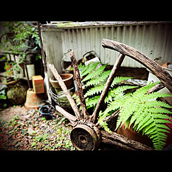 シダ植物/大八車の車輪/丁寧な暮らしとは程遠い/marusan流/コメントお気遣いなく(´-ω-)...などのインテリア実例 - 2022-09-14 09:08:57