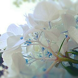 部屋全体/紫陽花のインテリア実例 - 2015-07-06 21:15:19