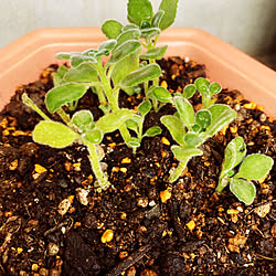 多肉植物/ハーブ/植え替えました/アロマティカス/休日...などのインテリア実例 - 2020-08-22 14:08:08