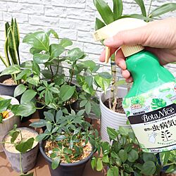 玄関/入り口/観葉植物/多肉植物/植物のある暮らし/虫対策...などのインテリア実例 - 2024-06-12 17:53:51