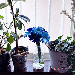 青/blue/窓辺の花/フラワーベース/花のある暮らし...などのインテリア実例 - 2020-06-06 13:47:39