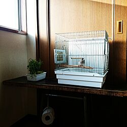 棚/アパート/文鳥/古道具のインテリア実例 - 2016-03-03 16:08:33