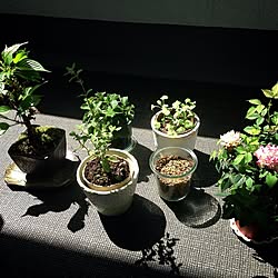 植物/植木/盆栽/桜/バラ...などのインテリア実例 - 2013-04-22 10:02:19