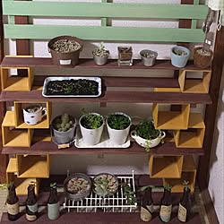 棚/DIY/100均/多肉植物/観葉植物のインテリア実例 - 2016-04-24 01:52:56