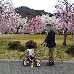 バス/トイレ/さくら/満開の桜/散歩のインテリア実例 - 2020-04-19 16:47:27