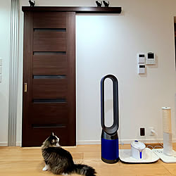 扇風機・サーキュレーター/ねこ/ノルウェージャンフォレストキャット/ねこのいる暮らし/Dyson...などのインテリア実例 - 2022-07-23 19:33:52