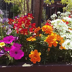 植物/玄関/入り口のインテリア実例 - 2016-05-22 11:05:45