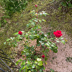 雨上がりの夕陽がキラキラ/2年目の薔薇/レオナルドダビンチ(フランスレッド)/蒸し暑い…(*_*)/午前雨のち晴れ22℃...などのインテリア実例 - 2022-05-27 18:15:02