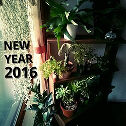 ベッド周り/Happy New Year ♪/今年もよろしくお願いします♡/インスタやってます！/IG→sato.micco...などのインテリア実例 - 2016-01-01 08:00:14