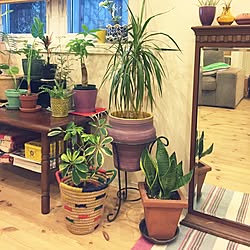 カポック カポックの花 臭い 玄関 入り口 緑 などのインテリア実例 17 07 28 13 17 13 Roomclip ルームクリップ