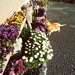 玄関/入り口/猫のいる生活/花のある生活/猫/ねこ部...などのインテリア実例 - 2017-03-12 17:24:20