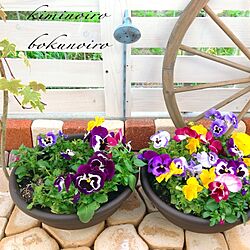 玄関/入り口/庭/花/植物/DIY...などのインテリア実例 - 2014-04-02 00:15:02