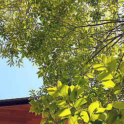壁/天井/雑木/晴天/自分で植えた木と草花/庭...などのインテリア実例 - 2022-05-03 09:12:33