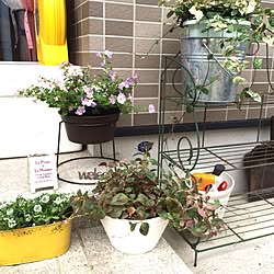 玄関/入り口/植物のインテリア実例 - 2013-10-21 12:58:04