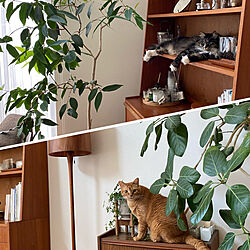 観葉植物のある暮らし/猫と暮らす家/リビングのインテリア実例 - 2022-09-07 07:50:42