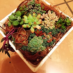 玄関/入り口/寄せ植え/多肉植物のインテリア実例 - 2016-12-08 18:21:43