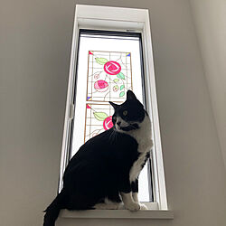 部屋全体/ねこと暮らす/窓辺の猫/ねこのいる日常のインテリア実例 - 2024-02-07 11:09:43