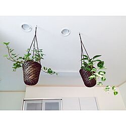 キッチン/植中毒に憧れるけどそこまでに達してない私/植物のある暮らし/植物/IKEA...などのインテリア実例 - 2015-09-16 14:05:25