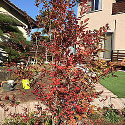 紅葉がキレイ/花のある暮らし/去年の写真でごめんなさい。/マイガーデンの記録/シャラの木...などのインテリア実例 - 2021-06-16 08:56:03