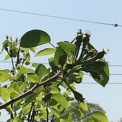 玄関/入り口/ラフランスの実/花のある暮らし/お花大好き♡/ガーデニング♡...などのインテリア実例 - 2017-04-30 10:36:49