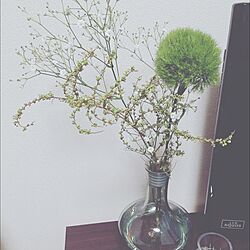 リビング/ナチュラル/IKEA/観葉植物のインテリア実例 - 2016-03-28 17:50:32
