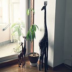 部屋全体/アフリカのキリン達とアボ太との背くらべ/NO GREEN NO LIFE/観葉植物/もって帰るの苦労しました...などのインテリア実例 - 2015-06-28 23:31:03