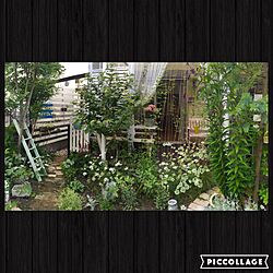 ベッド周り/レンガの小道DIY/ラダーＤIY/植物/手作りの庭...などのインテリア実例 - 2016-06-09 17:22:53
