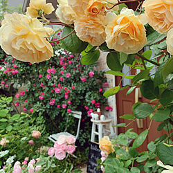 バラ/花のある暮らし/バラが好き/バラの庭/カフェ風...などのインテリア実例 - 2021-05-12 12:30:16